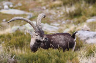 İspanyol dağ keçisi çiftleşme mevsimi