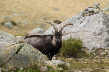 İspanyol dağ keçisi çiftleşme mevsimi