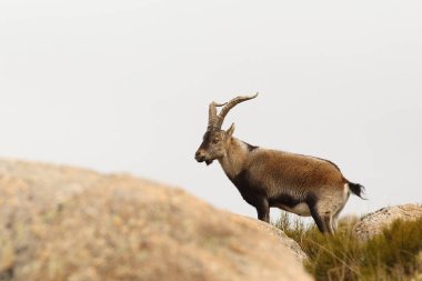 İspanyol dağ keçisi çiftleşme mevsimi