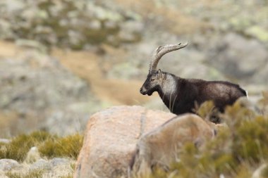Spanish ibex mating season clipart