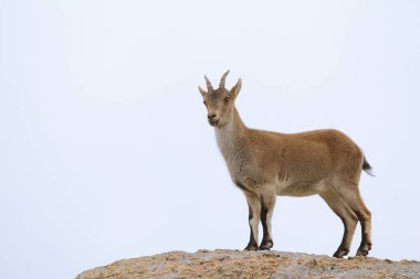 Spanish ibex mating season clipart