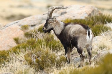 İspanyol dağ keçisi çiftleşme mevsimi