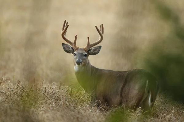 White tailed deer — Stock Photo, Image