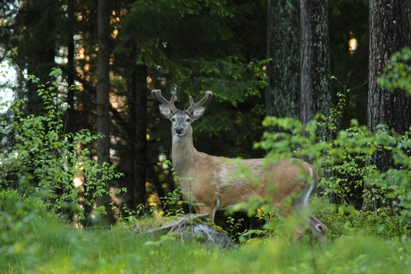 Cerf de Virginie — Photo