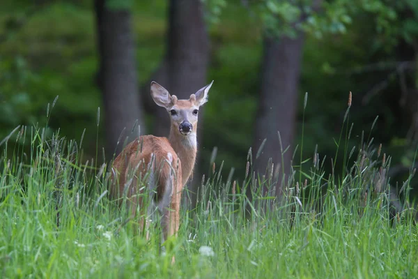 Weißschwanzhirsche — Stockfoto