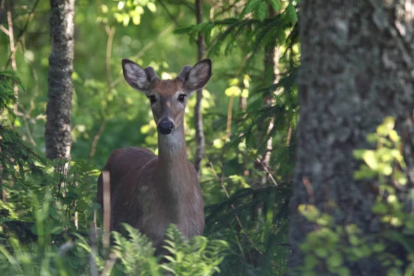 White tailed deer — Stock Photo, Image