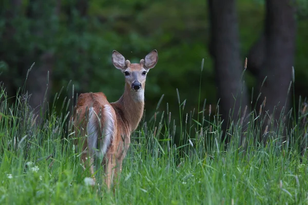 Weißschwanzhirsche — Stockfoto