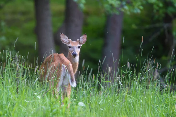 Weißschwanzhirsche — Stockfoto