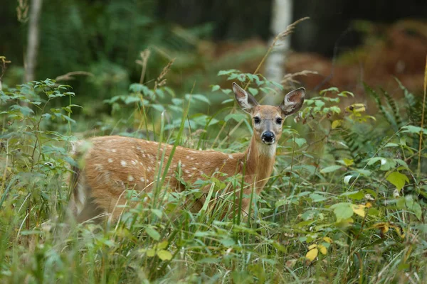 Witte staart herten — Stockfoto