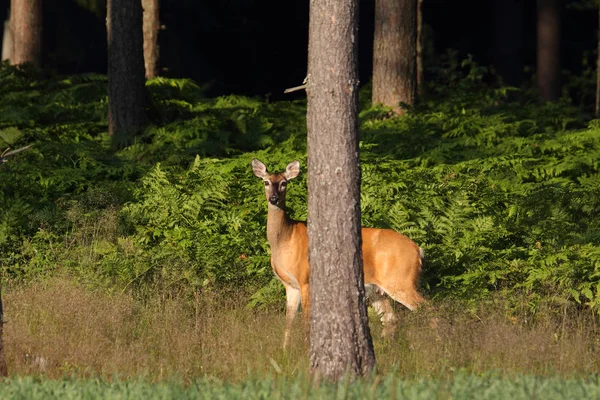 白尾的鹿 — 图库照片