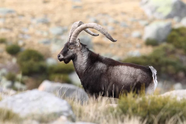 Ισπανική ibex ζευγαρώματος — Φωτογραφία Αρχείου