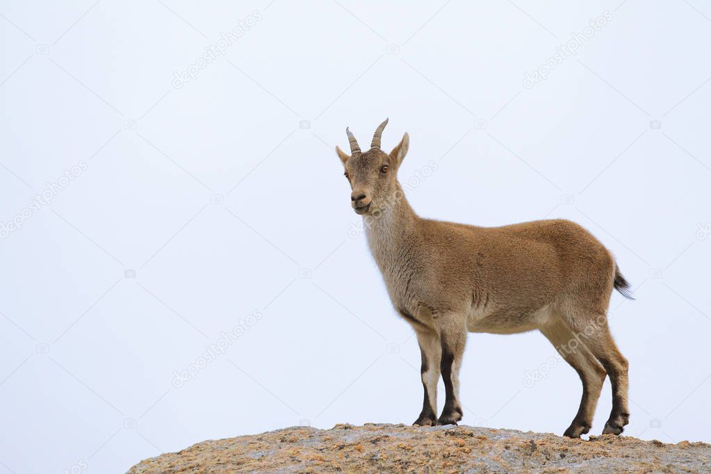 Spanish ibex mating season