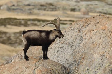 İspanyol dağ keçisi çiftleşme mevsimi