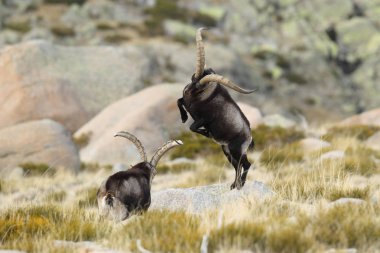 İspanyol dağ keçisi çiftleşme mevsimi