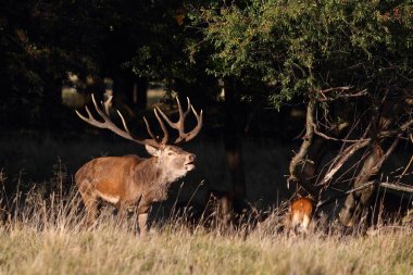 Kızıl geyik çiftleşme mevsimi