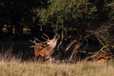 Kızıl geyik çiftleşme mevsimi