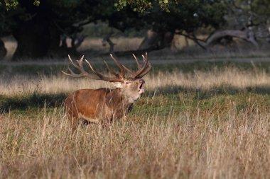 Kızıl geyik çiftleşme mevsimi