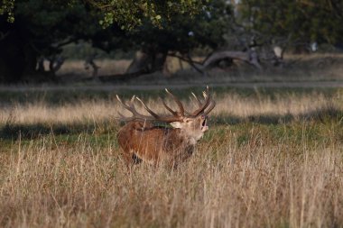Kızıl geyik çiftleşme mevsimi