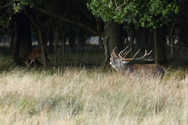 Kızıl geyik çiftleşme mevsimi