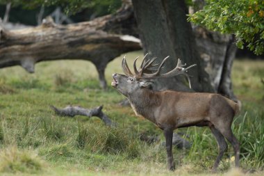 Kızıl geyik çiftleşme mevsimi