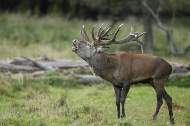 Kızıl geyik çiftleşme mevsimi