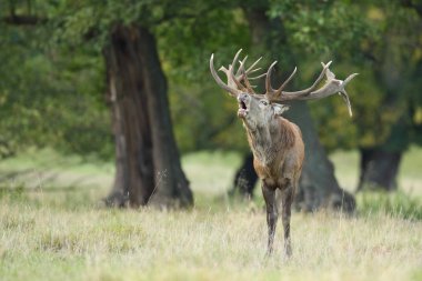 Kızıl geyik çiftleşme mevsimi