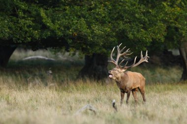 Kızıl geyik çiftleşme mevsimi