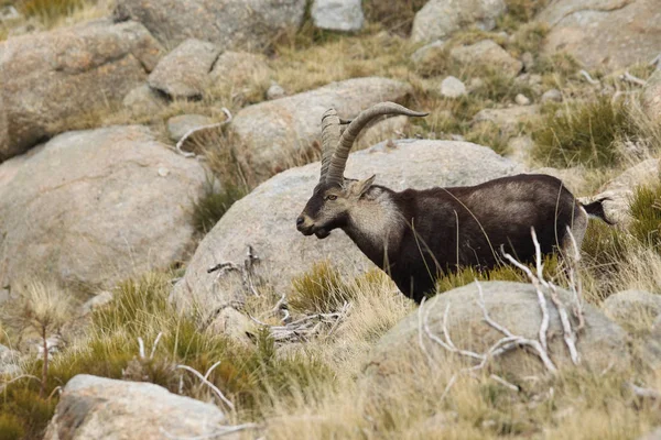 Época de acasalamento espanhola ibex — Fotografia de Stock