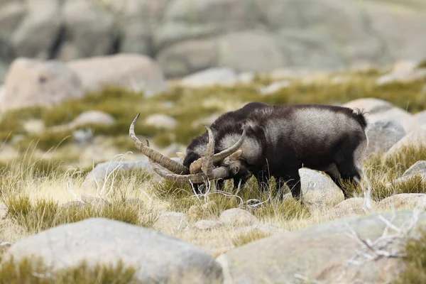 Temporada española de apareamiento ibex —  Fotos de Stock