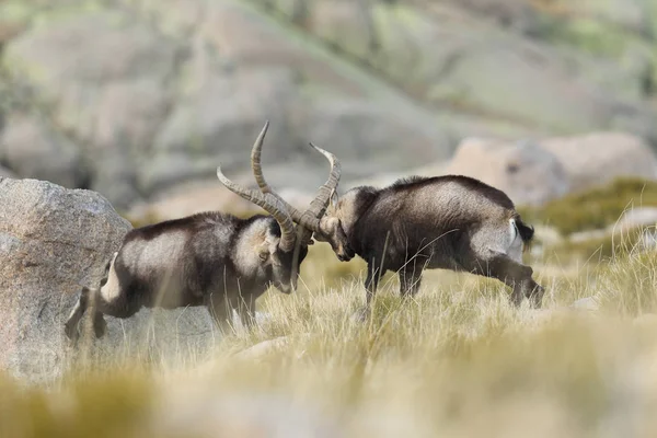 Temporada española de apareamiento ibex —  Fotos de Stock