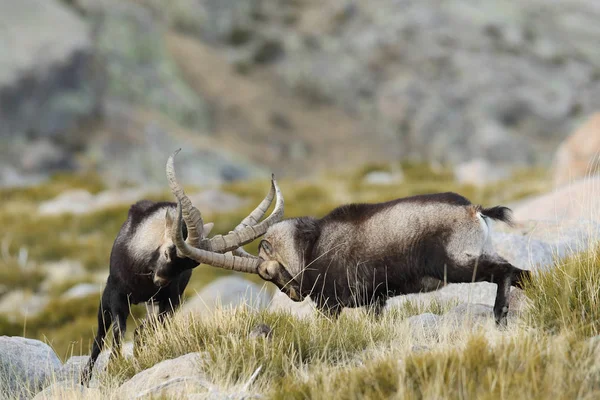 Temporada española de apareamiento ibex —  Fotos de Stock