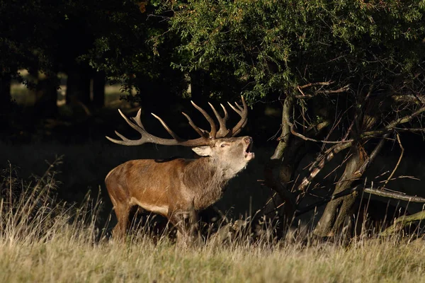 Red deer godów — Zdjęcie stockowe