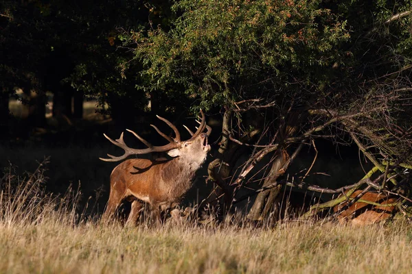 Red deer parningssäsongen — Stockfoto