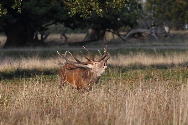 Saison d'accouplement des cerfs rouges — Photo