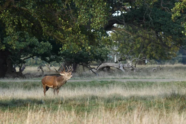 Temporada de apareamiento de ciervos rojos — Foto de Stock