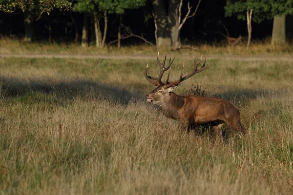 Saison d'accouplement des cerfs rouges — Photo