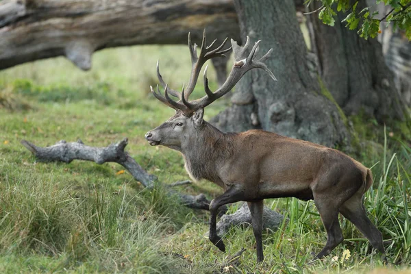 Kızıl geyik çiftleşme mevsimi