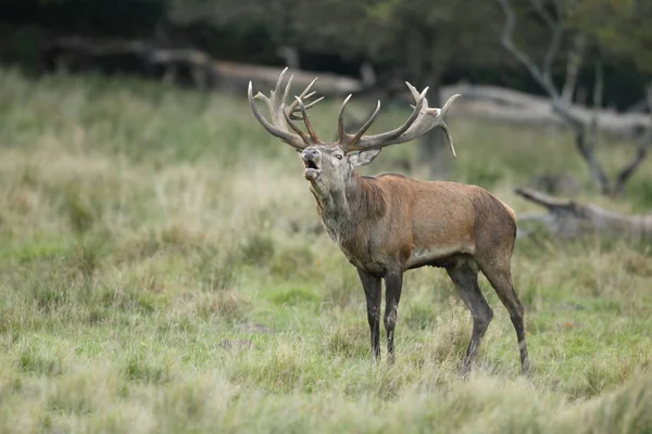 Saison d'accouplement des cerfs rouges — Photo