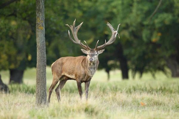 Saison d'accouplement des cerfs rouges — Photo