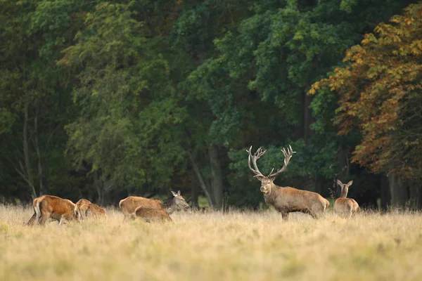 Red deer mating season — Stock Photo, Image