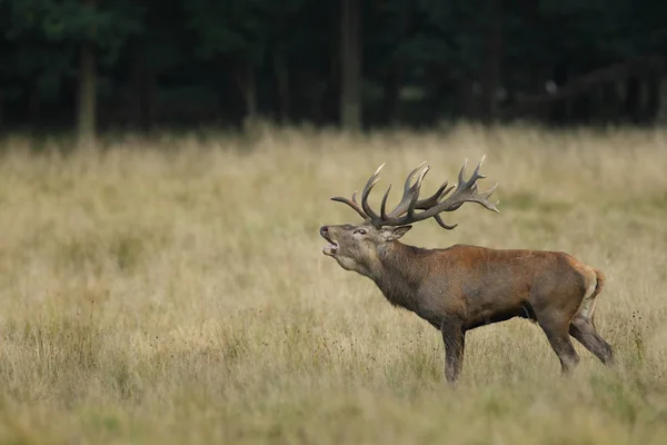 Red deer parningssäsongen — Stockfoto
