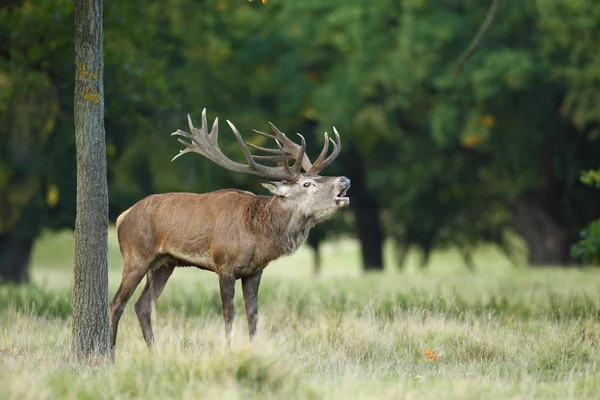 Období páření Red deer Royalty Free Stock Obrázky