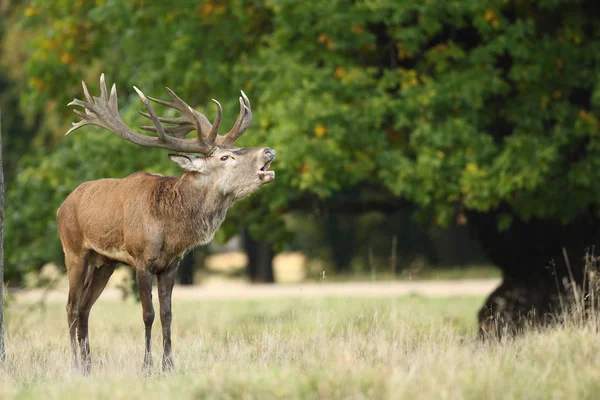 Období páření Red deer Royalty Free Stock Obrázky