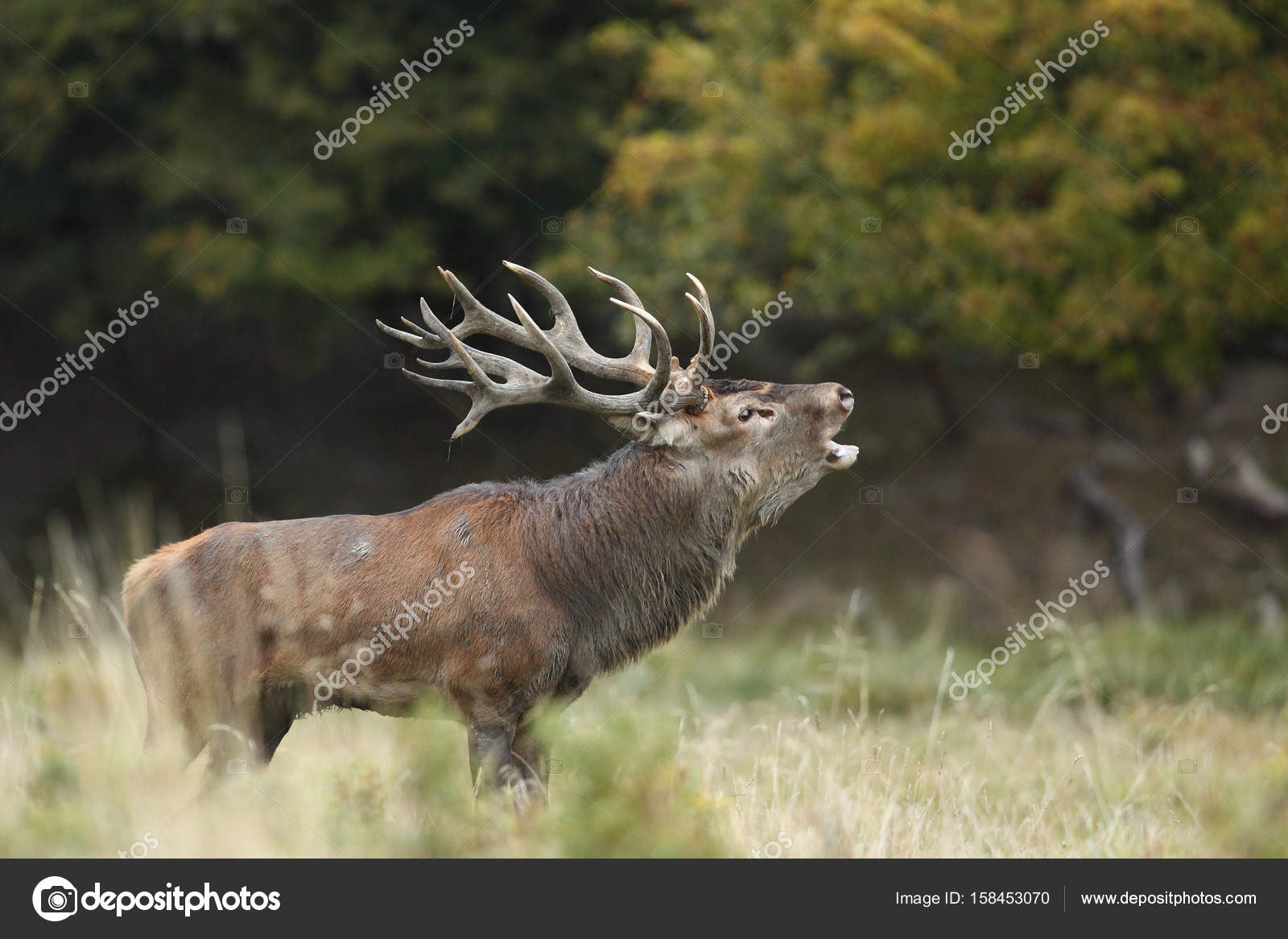 Kizil Geyik Ciftlesme Mevsimi Stok Foto C Paolo Manzi 158453070