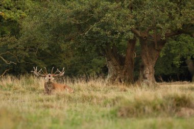 Kızıl geyik çiftleşme mevsimi
