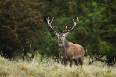 Kızıl geyik çiftleşme mevsimi