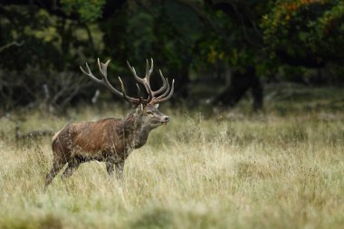 Kızıl geyik çiftleşme mevsimi