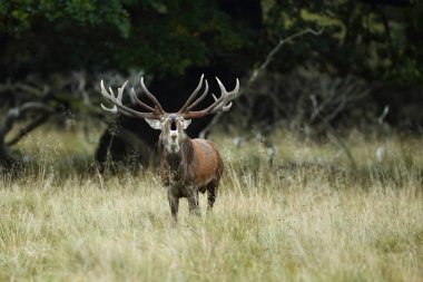 Kızıl geyik çiftleşme mevsimi