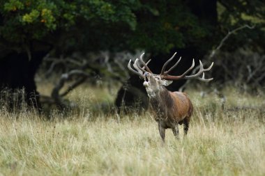 Kızıl geyik çiftleşme mevsimi