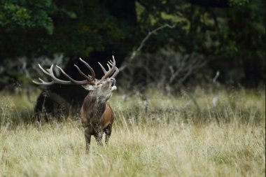 Kızıl geyik çiftleşme mevsimi